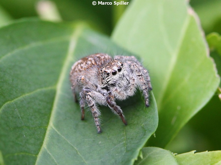 Giovane femmina di P. Chrysops ?